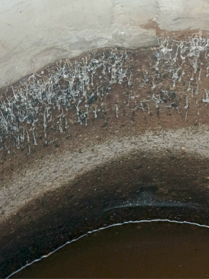 грибы в колодце